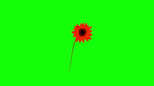 Flower Blossom Icon Loop Animation Video Transparent Background Alpha Channel — Video