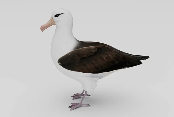 Albatrossvogel Minimale Abbildung Auf Weißem Hintergrund — Stockfoto