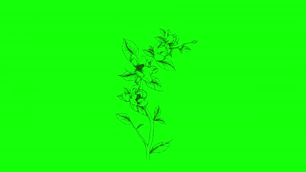 Art Flower Plant Botanical Floral Loop Animation Video Transparent Background — Stock Video
