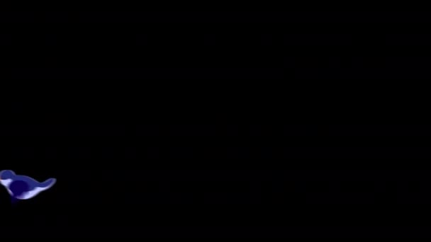 Птахи Літають Цикл Анімація Відео Прозорий Фон Альфа Каналом — стокове відео
