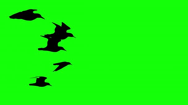 Halloween Bat Volando Bandada Cuervos Negros Bucle Gráficos Movimiento Vídeo — Vídeos de Stock