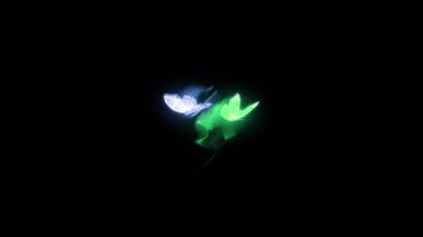Renkli neon renkli kral kelebeği siyah arka planlı kusursuz döngü animasyonu