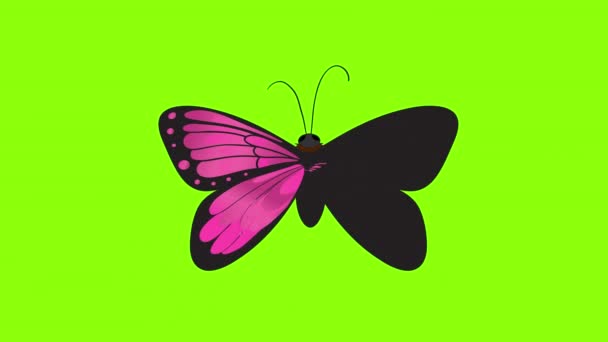 Una Mariposa Rosa Con Alas Negras Icono Concepto Vídeo Animación — Vídeos de Stock