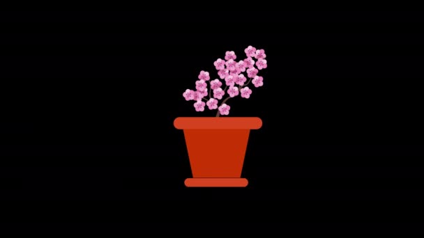 Vaso Fiori Con Sakura Fiore Albero Icona Concetto Animazione Con — Video Stock