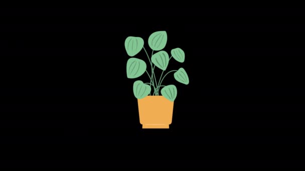 Una Pianta Vaso Con Foglie Icona Concept Loop Animazione Video — Video Stock