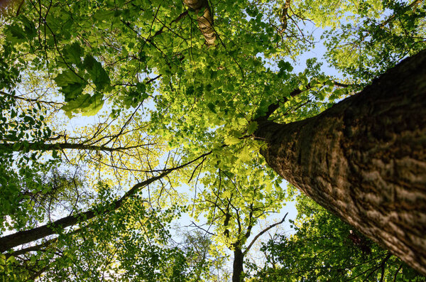 Одинокий Азиль в лесу