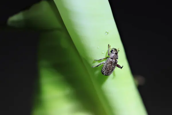Banana Scarring Beetle Pest Eats Banana Leaves Damage Banana Trees — Stock Photo, Image