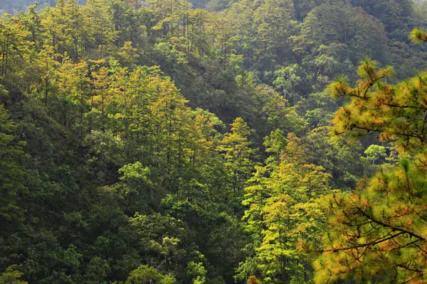 Prachtig Landschap Van Pinus Kesiya Bos Bij Doi Luang Chiang — Stockfoto