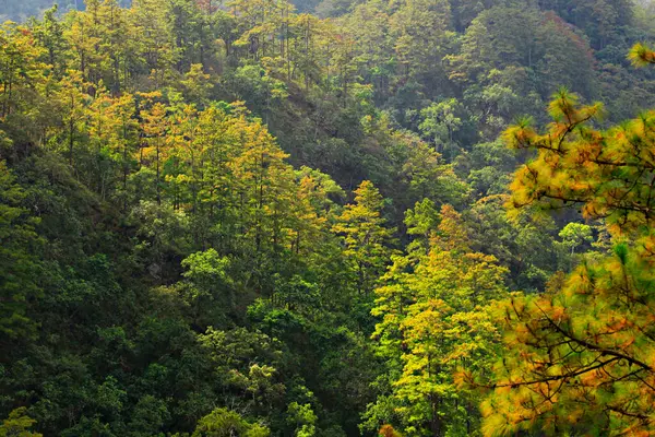 Bellissimo Scenario Della Foresta Pinus Kesiya Doi Luang Chiang Dao Foto Stock