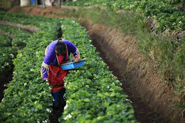 stock image A young Karen woman picks strawberries from a plantation. In the Royal Project, Doi Ang Khang, Chiang Mai Province, Thailand 