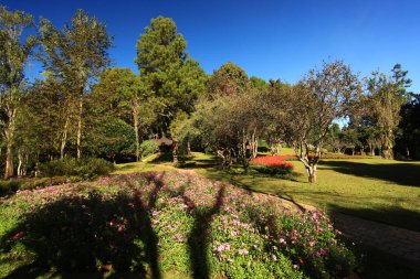 Tham Pla Ulusal Parkı 'ndaki güzel çam ağacı manzarası - Tayland' ın Mae Hong Son Eyaleti 'ndeki Pha Suea Şelalesi (Pang Ung) 