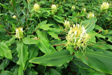 Close up Hedychium ellipticum or Rock Butterfly Lily and fragrant spikes of flowers in shades of white, yellow and orange at Phu Hin Rong Kla National Park in Phitsanulok Province, Thailand  clipart