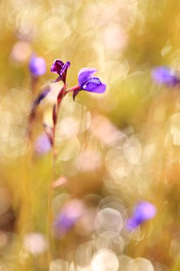 Kapatın Dusita Çiçeği (Lentibulariaceae, Utricularia Delphinioides) Pha Taem Ulusal Parkı, Khong Chiam Ubon Ratchathani Eyaleti, Tayland