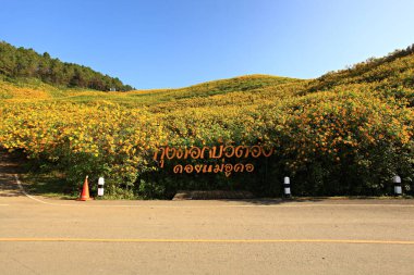 Tung Bua Tong çiçekleri ya da Meksika ayçiçeği tarlası, Mae Hong Son Eyaleti, Tayland 