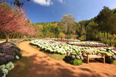 Çiçek yataklarının ve bahçe süslemelerinin güzelliği 80 Angkhang Kraliyet Tarım İstasyonu, Chiang Mai Eyaleti, Tayland 