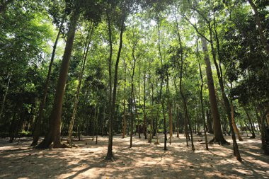 Bang Saphan 'daki Ao Siam Ulusal Parkı' ndaki dev Dipterocarpus Alatus Ormanı. Prahuap Khiri Khan Eyaleti, Tayland 