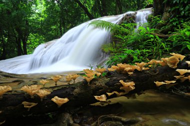 Pha Tat Şelalesi (Namtok Pha Tat) Khuean Srinagarindra Ulusal Parkı Kanchanaburi, Tayland