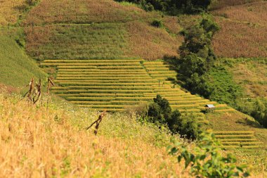Ban Pa Pong Piang, Mae Chaem, Chiang Mai, Tayland 'da pirinç tarlalarının güzel manzarası. 