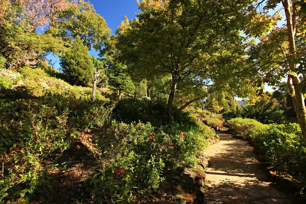 Kış çiçeklerinin güzelliği, bahçe dekorasyonu ve tarım bilgisi Chiang Mai Eyaletindeki Doi Inthanon Kraliyet Projesi, Tayland
