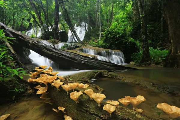 Pha Tat Şelalesi (Namtok Pha Tat) Khuean Srinagarindra Ulusal Parkı Kanchanaburi, Tayland 