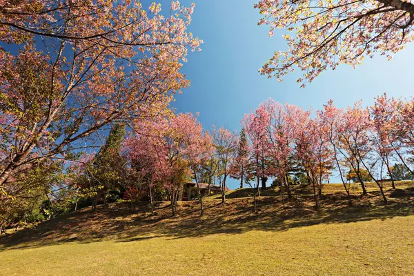 Chiang Mai, Tayland 'daki Doi Inthanon Ulusal Parkı' ndaki Doi Pha Tang Sarayı 'nda vahşi Himalaya kirazı çiçek açıyor. 