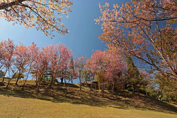 Chiang Mai, Tayland 'daki Doi Inthanon Ulusal Parkı' ndaki Doi Pha Tang Sarayı 'nda vahşi Himalaya kirazı çiçek açıyor. 