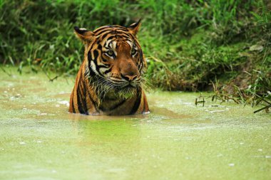Kaplanlar, Tayland 'ın Uthai Thani Eyaleti' ndeki Huai Kha Khaeng Vahşi Yaşam Sığınağı 'nda vücut sıcaklığını düşürmek için suya batırılır. 
