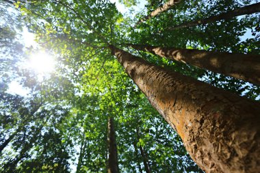Bang Saphan 'daki Ao Siam Ulusal Parkı' ndaki dev Dipterocarpus Alatus Ormanı. Prahuap Khiri Khan Eyaleti, Tayland 