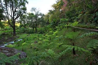Royal Garden 'ın güzel doğası Siri Phum ve Royal 80 Garden Inthanon Royal Project, Chiang Mai Eyaleti, Tayland