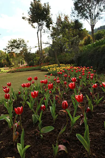 Royal Garden 'ın güzel doğası Siri Phum ve Royal 80 Garden Inthanon Royal Project, Chiang Mai Eyaleti, Tayland