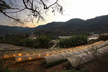 Doi Inthanon, Chiang Mai Eyaleti, Tayland 'daki Kraliyet Tarım İstasyonu' nda çiçek ve sebze ekimi. 