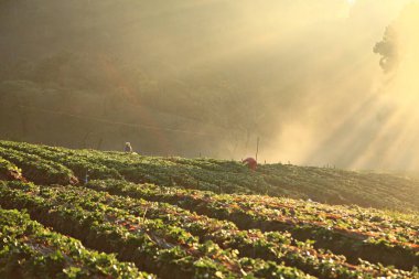Kraliyet Projesi 'nin çiftçileri Doi Ang Khang turizm sezonu boyunca çilek tarlalarıyla ilgileniyorlar. 