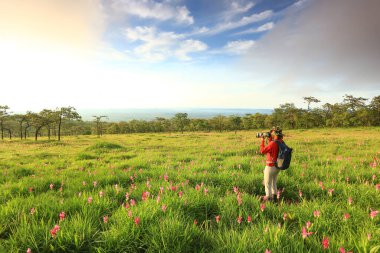 Dok Krachiao (Siam Lale) Sai Tanga Ulusal Parkı Chaiyaphum ilinde çiçek festivali, Tayland 