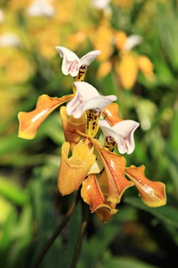 Inthanon Lady 's Slipper Orchid' in yakınında Chiang Mai, Tayland 'daki Inthanon Lady' s Slipper Orchid Koruma Merkezi 'nde. 