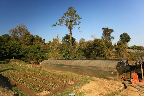 Tayland 'ın Chiang Mai Eyaleti' ndeki Mae Sapok Kraliyet Projesi 'nde sebze ekimi. 