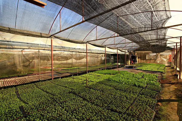 Tayland 'ın Chiang Mai Eyaleti' ndeki Mae Sapok Kraliyet Projesi 'nde sebze ekimi. 