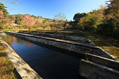 Tayland 'daki Inthanon Kraliyet Projesi' nde alabalık yetiştirme çiftliği manzarası. 