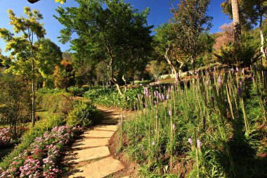 Royal Garden 'ın güzel doğası Siri Phum ve Royal 80 Garden Inthanon Royal Project, Chiang Mai Eyaleti, Tayland
