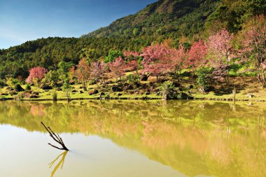 Vahşi Himalaya Kiraz Çiçeği Doi Inthanon Kadın Orkide Koruma Merkezi, Doi Inthanon Ulusal Parkı, Chiang Mai, Tayland 