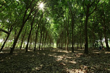Kauçuk tarlalarının güzelliği, Tayland 'ın kuzey ve güney bölgelerinde ekonomik bir fabrika. 