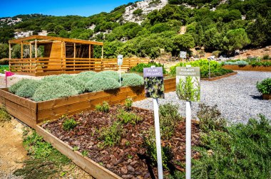 Arranged kitchen garden filled with a vibrant array of culinary herbs, including sage, rosemary, and oregano. This picturesque garden exudes harmony and precision, with each herb thoughtfully position clipart