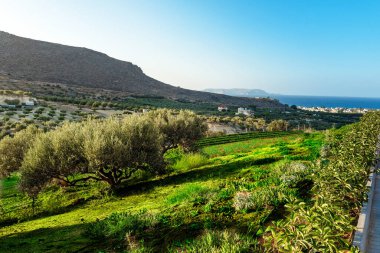 Yeşil Vadi 'de Günbatımı: Güneşin sıcak renklerinde yıkanan sakin yeşil bir vadi manzarası. Zeytin ağaçları manzarayı doldurur, dingin ve huzurlu bir manzara yaratır..