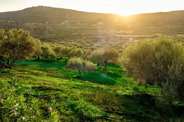 Scenic Sunset Over a Green Valley Landscape: A picturesque view of a tranquil green valley bathed in the warm hues of the setting sun. Olive trees dot the landscape, creating a serene and idyllic.