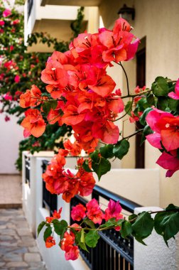 Büyüleyici bir görüntü, yemyeşil ve çiçekli bir Bougainvillea bitkisinin Scarlett-O-Hara adında çarpıcı bir kırmızı gölgesinde canlı güzelliğini yansıtıyor. Bahçıvanlık, peyzaj, canlı çiçek sergisi.