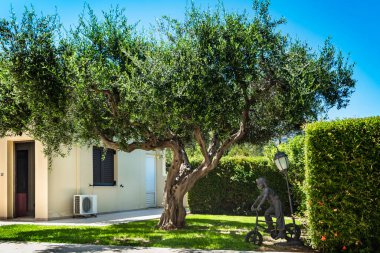 Güzel manikürlü yeşil çimlerin üzerinde duran güzel, küçük bir bungalovun yanındaki zeytin ağacı. Ağacın bükülmüş dalları ve gümüş yeşili yaprakları canlı otlarla çok güzel tezat oluşturuyor.