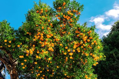Parlak mavi gökyüzünün altında olgun meyvelerle yemyeşil portakal ağacı. Canlı yeşil yapraklar, canlı portakallarla tezat oluşturuyor. Güneş ışığı, tazelik, doğa ve Akdeniz sıcaklığını çağrıştırıyor.
