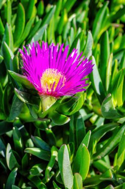 Güçlü güneş ışığı altında yeşil sulu yaprakların arasında odaklanan tek bir mor buz bitkisi. Sığ derinlik canlı rengi, taze dokuyu ve canlı doğal karşıtlığı vurgular.