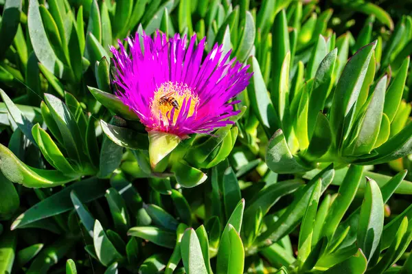Parlak güneş ışığı altında yemyeşil sulu yapraklarla çevrili tek bir mor buz bitkisi. Odaklanmış görünüm canlı rengi, canlı dokuyu ve doğal canlılığı arttırır.