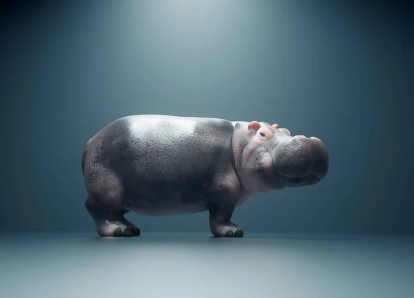 stock image Hippopotamus on a conceptual studio background. This is a 3d render illustration. 