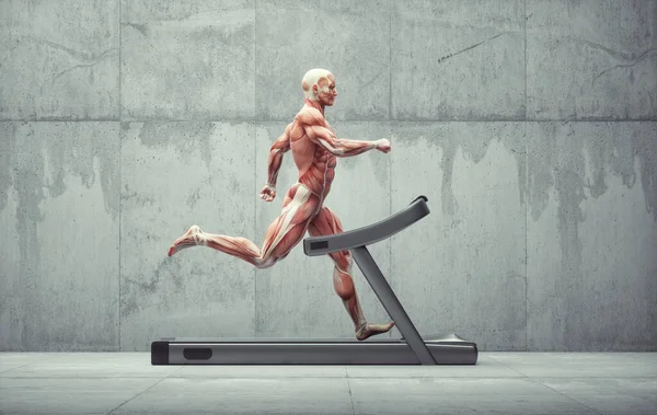 Människans Muskelsystem Körs Löpband Fitness Och Livsstil Koncept Detta Render — Stockfoto